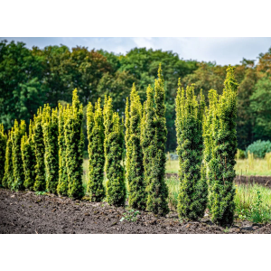 Tis obyčajný (Taxus baccata) ´FASTIGIATA AUREA´ - výška: 10-20 cm, kont. C3L 